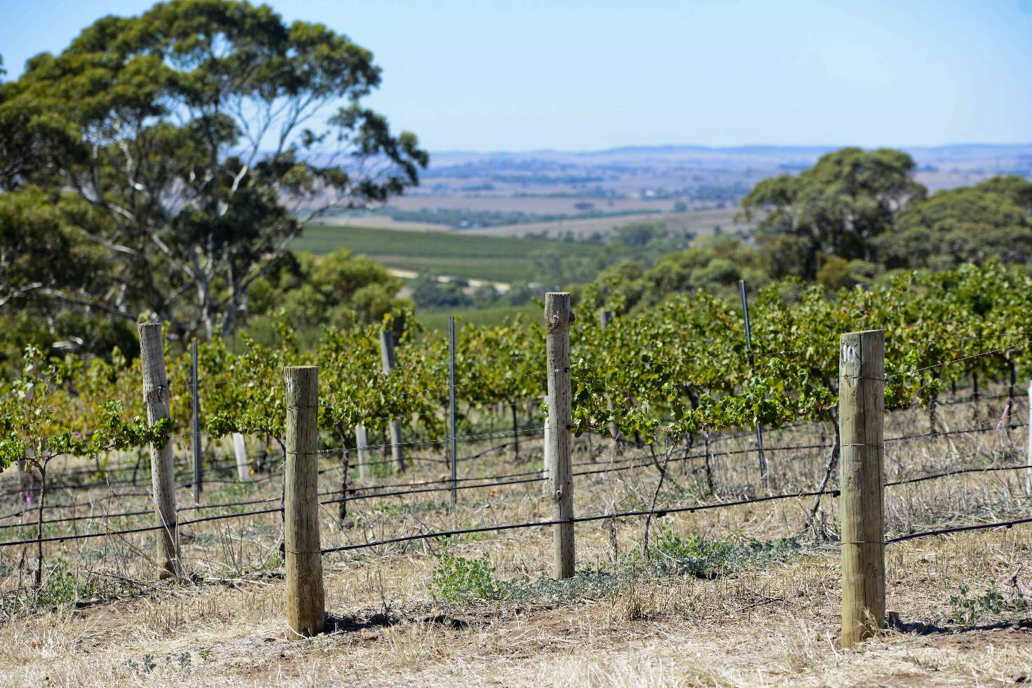 St Clare Vineyard